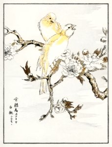 Canary and Peach illustration from Pictorial Monograph of Birds (1885) by Numata Kashu (1838-1901). Digitally enhanced from our own original edition.. Free illustration for personal and commercial use.