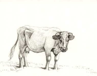 Standing cow (1816) by Jean Bernard (1775-1883).. Free illustration for personal and commercial use.