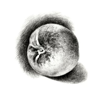 Apple (1812) by Jean Bernard (1775-1883).. Free illustration for personal and commercial use.