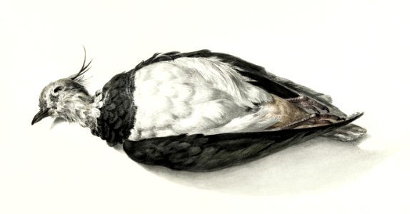 Dead lapwing (1827) by Jean Bernard (1775-1883).. Free illustration for personal and commercial use.