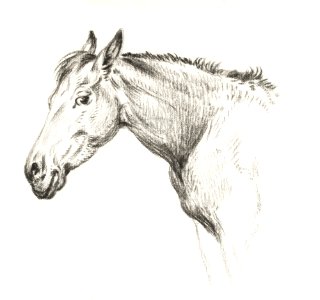 Head of a horse (1825) by Jean Bernard (1775-1883).. Free illustration for personal and commercial use.