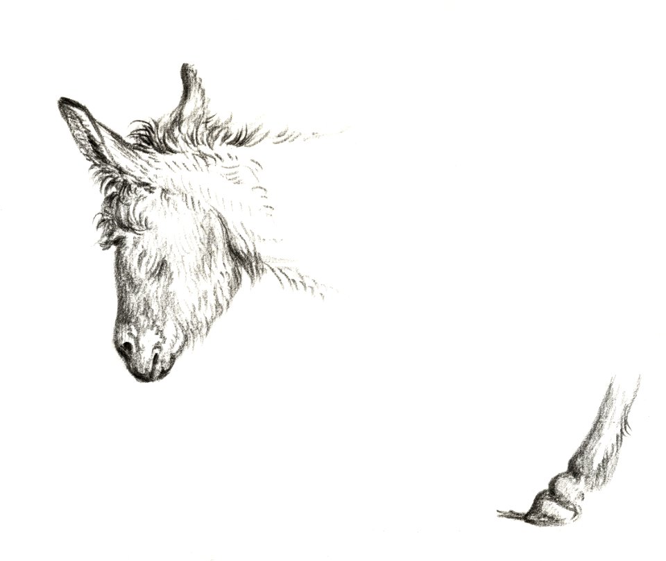 Head and paw of an ass (1818) by Jean Bernard (1775-1883).