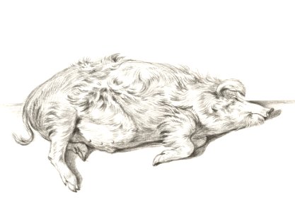 Lying pig (1812) by Jean Bernard (1775-1883).
