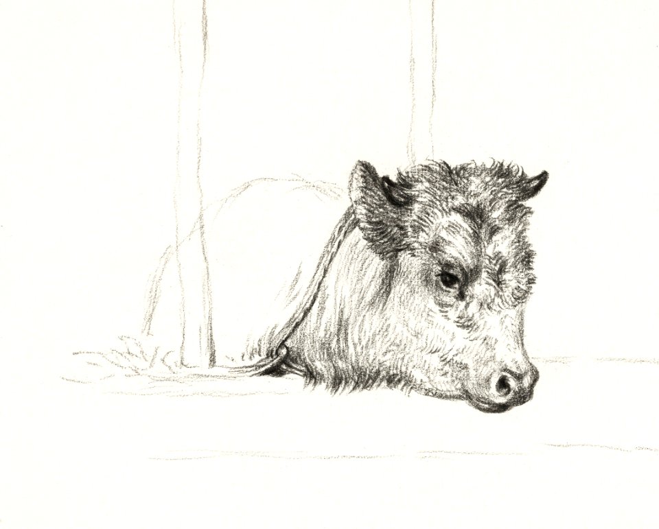 Head of a cow (1818) by Jean Bernard (1775-1883).