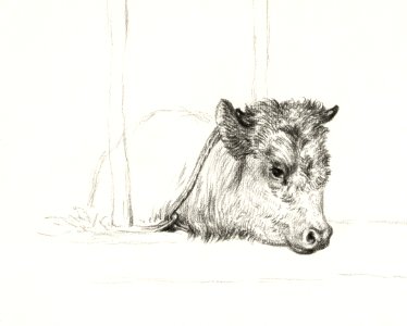 Head of a cow (1818) by Jean Bernard (1775-1883).. Free illustration for personal and commercial use.