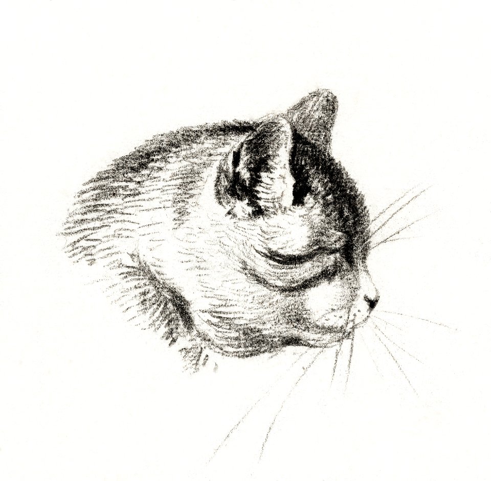 Sketch of a cat by Jean Bernard (1775-1883).