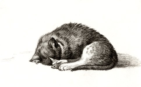 Rolled up lying sleeping cat by Jean Bernard (1775-1883).