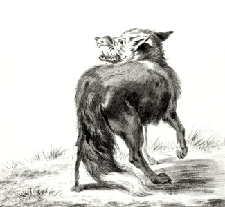 Fox by Jean Bernard (1775-1883).. Free illustration for personal and commercial use.