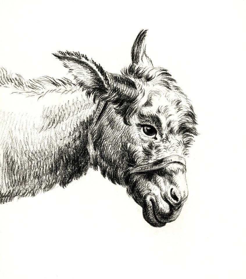 Head of a donkey by Jean Bernard (1775-1883).