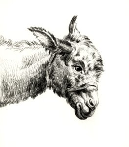 Head of a donkey by Jean Bernard (1775-1883).. Free illustration for personal and commercial use.