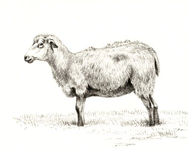Standing sheep (1812) by Jean Bernard (1775-1883).. Free illustration for personal and commercial use.