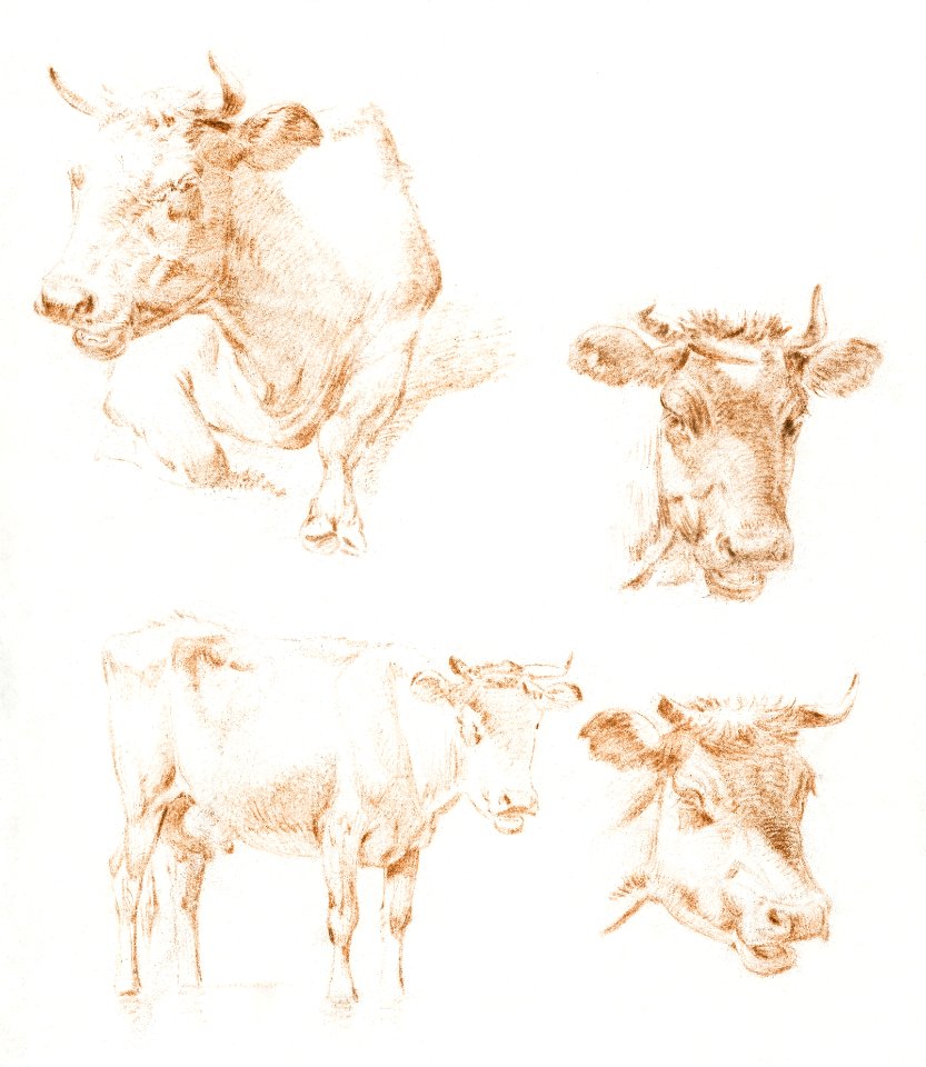 Four cows (1792 - 1810) by Jean Bernard (1775-1883).