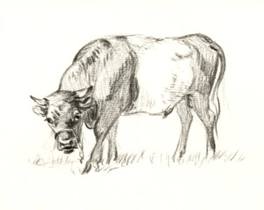 Grazing bull, Jan van Ravenswaay by Jean Bernard (1775-1883).. Free illustration for personal and commercial use.