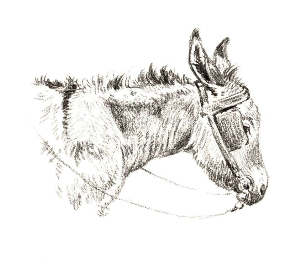 Head of a donkey (1821) by Jean Bernard (1775-1883).