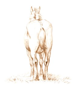 Standing horse (1815) by Jean Bernard (1775-1883).