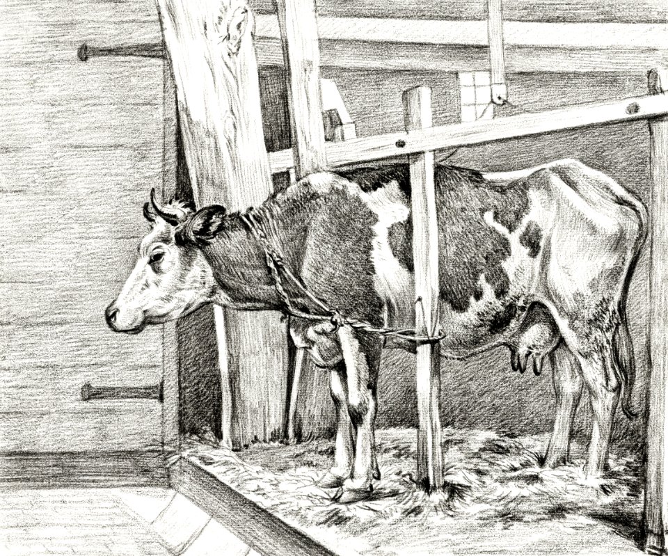 Standing cow (1812) by Jean Bernard (1775-1883).. Free illustration for personal and commercial use.