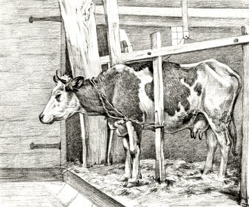 Standing cow (1812) by Jean Bernard (1775-1883).