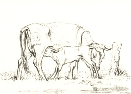 Calf drinking with his mother by Jean Bernard (1775-1883).. Free illustration for personal and commercial use.