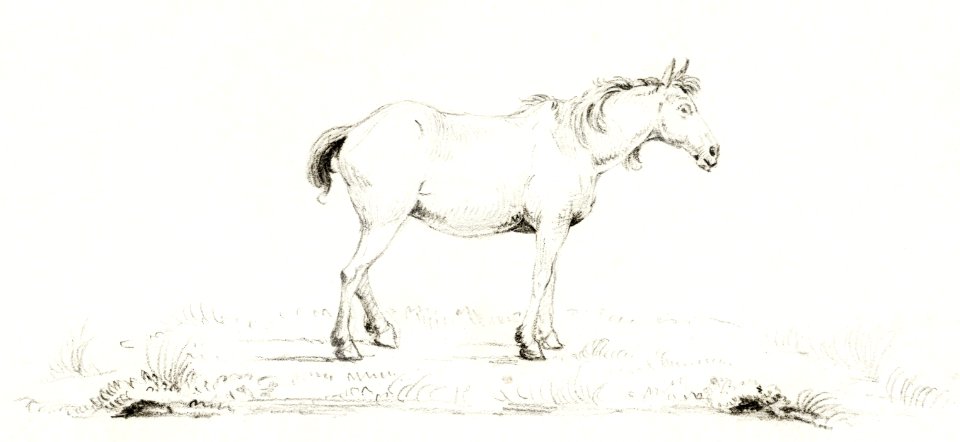 Standing horse by Jean Bernard (1775-1883).. Free illustration for personal and commercial use.