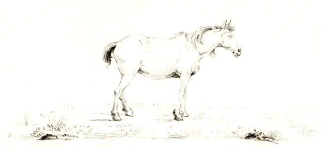 Standing horse by Jean Bernard (1775-1883).