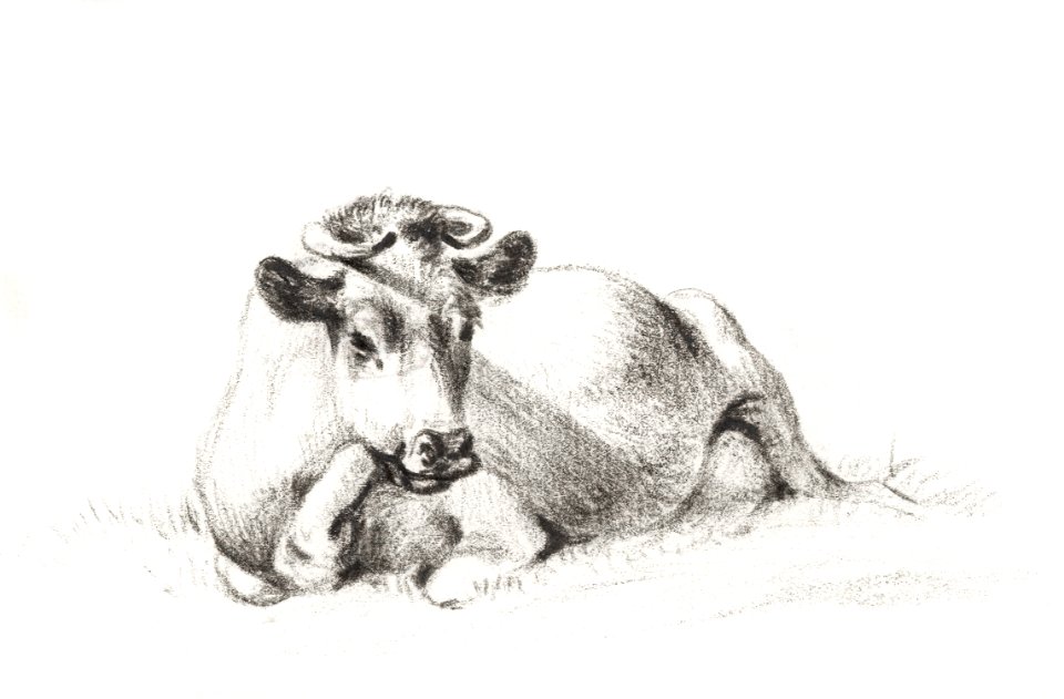 Lying cow by Jean Bernard (1775-1883).