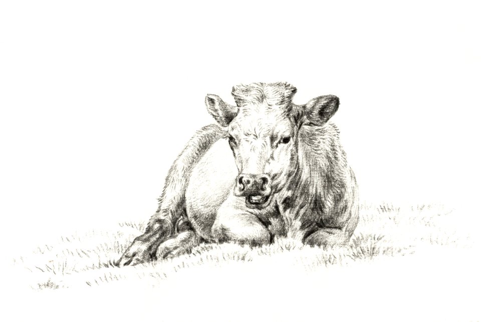 Lying cow (1821) by Jean Bernard (1775-1883).