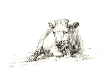 Lying cow (1821) by Jean Bernard (1775-1883).. Free illustration for personal and commercial use.