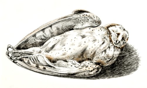 Dead owl by Jean Bernard (1775-1883).. Free illustration for personal and commercial use.