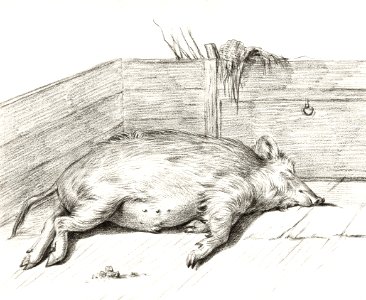 Lying pig, in the corner of a loft (1812) by Jean Bernard (1775-1883).. Free illustration for personal and commercial use.