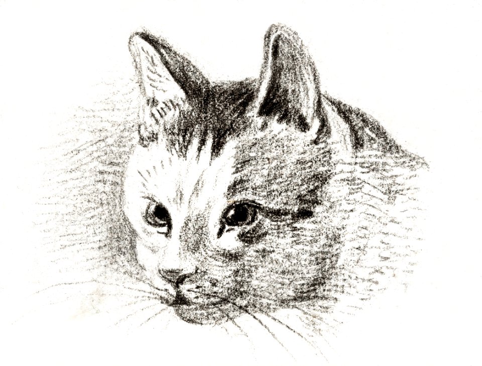 Sketch of a cat by Jean Bernard (1775-1883).