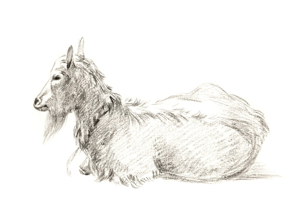 Lying goat (1810) by Jean Bernard (1775-1883).