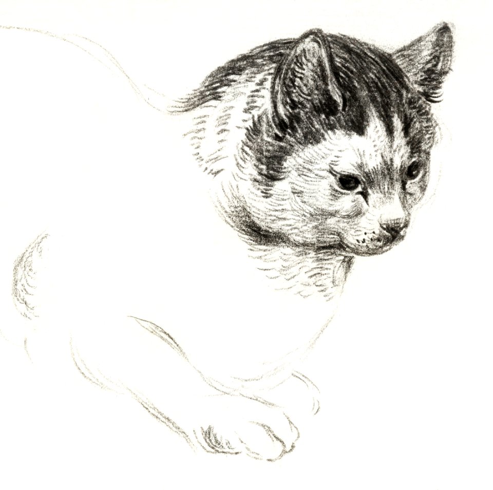 Sketch of a cat by Jean Bernard (1775-1883).