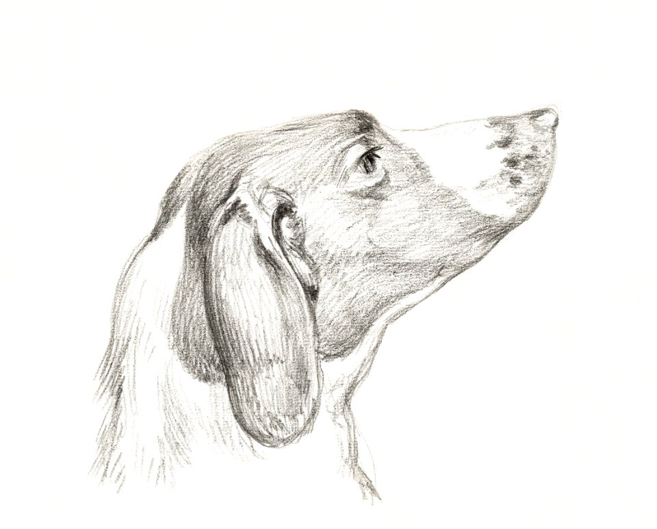 Head of a dog (1812) by Jean Bernard (1775-1883).