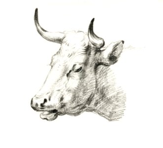 Head of a cow by Jean Bernard (1775-1883).. Free illustration for personal and commercial use.