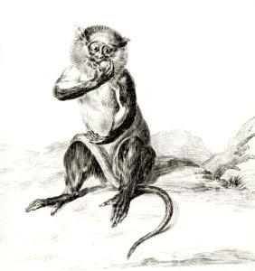 Sitting monkey, eating a fruit by Jean Bernard (1775-1883).