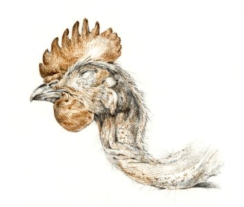 Head of a dead chicken by Jean Bernard (1775-1883).. Free illustration for personal and commercial use.