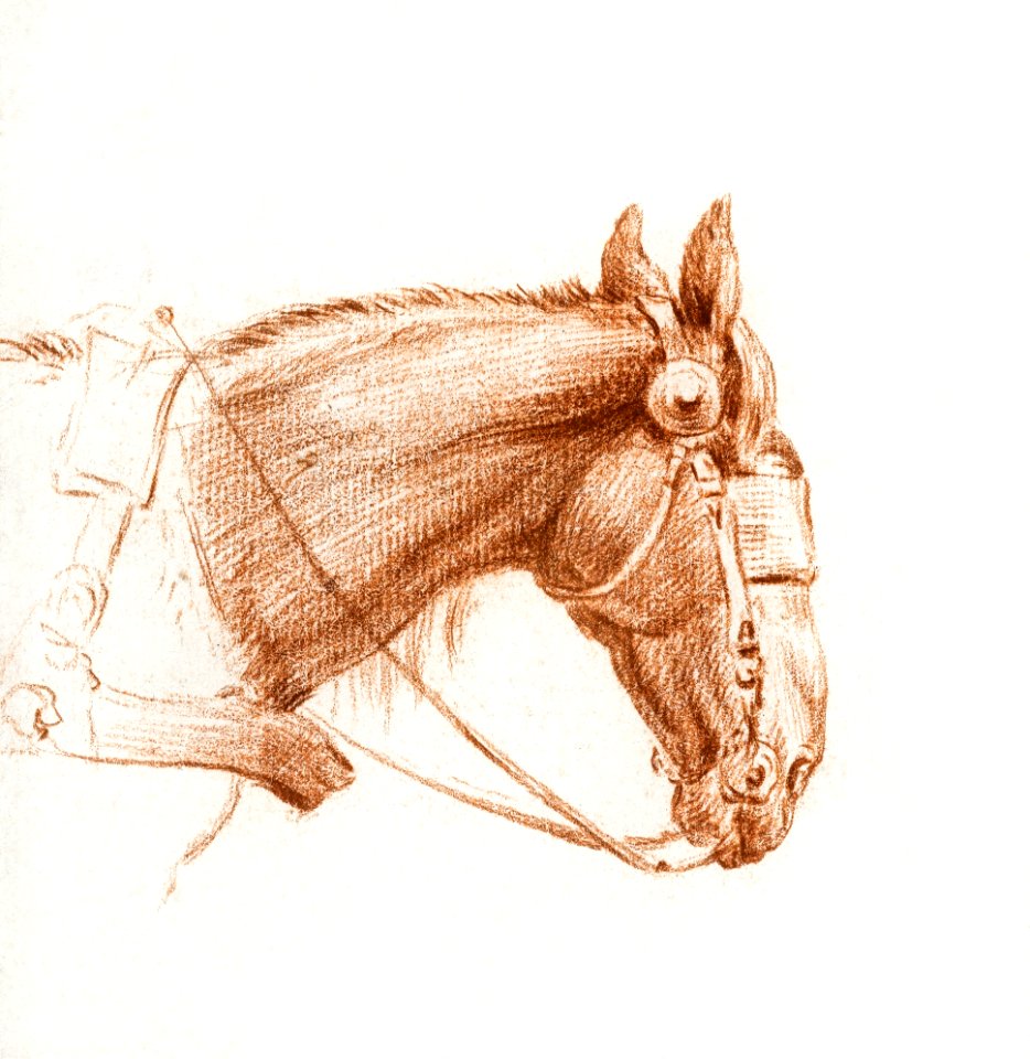 Head of a horse with blinkers by Jean Bernard (1775-1883).