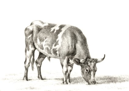 Grazing bull by Jean Bernard (1775-1883).. Free illustration for personal and commercial use.