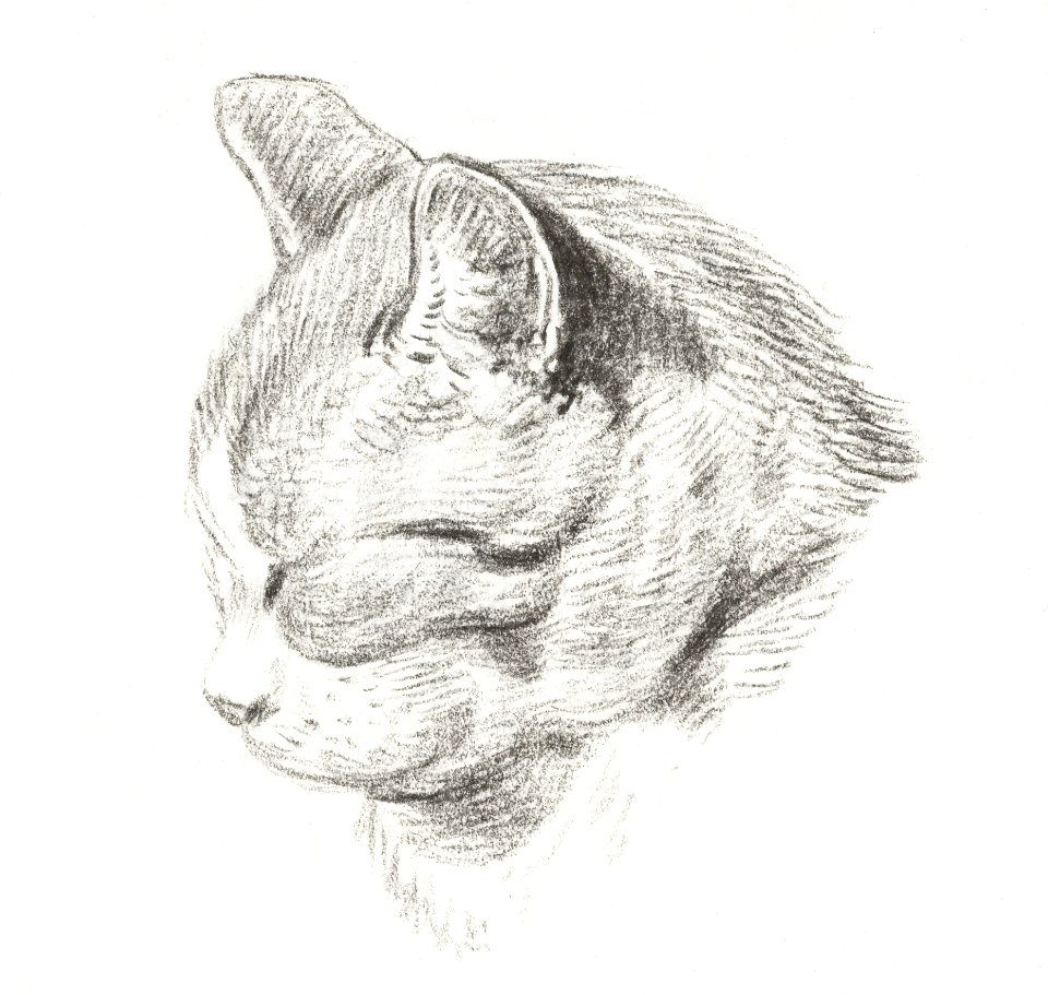 Sketch of a cat (1813) by Jean Bernard (1775-1883).