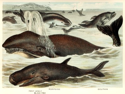 Blackfish, Porpoise, and Dolphin from Johnson's household book of nature (1880) by John Karst (1836-1922).. Free illustration for personal and commercial use.