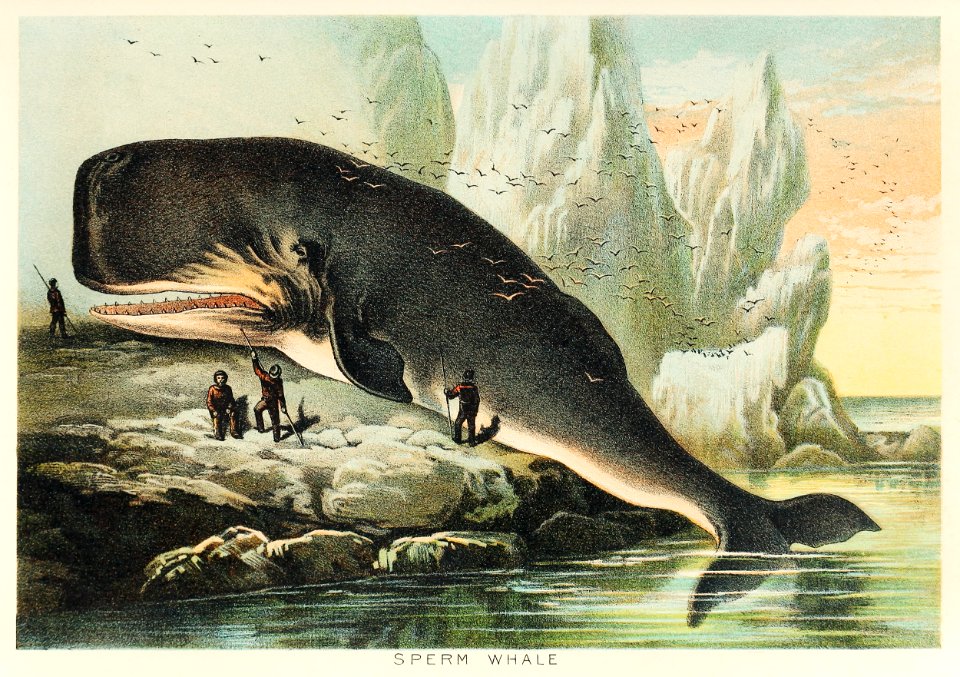 Sperm whale from Johnson's household book of nature (1880) by John Karst (1836-1922).. Free illustration for personal and commercial use.