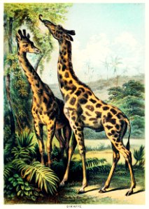Giraffe from Johnson's household book of nature (1880) by John Karst (1836-1922).. Free illustration for personal and commercial use.