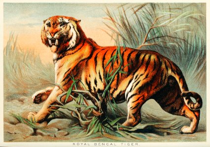 Royal bengal tiger from Johnson's household book of nature (1880) by John Karst (1836-1922).. Free illustration for personal and commercial use.