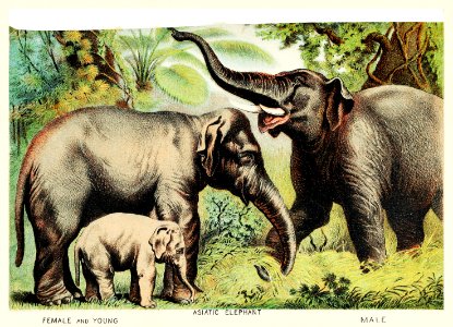 Asiatic elephant from Johnson's Household Book of Nature (1880) by John Karst (1836-1922).. Free illustration for personal and commercial use.