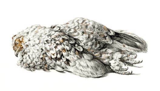 A dead chicken (1827) by Jean Bernard (1775-1883).