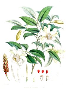 Michelia Cathcartii (syn. Magnolia Cathcartii) from Illustrations of Himalayan plants (1855) by W. H. (Walter Hood) Fitch (1817-1892).