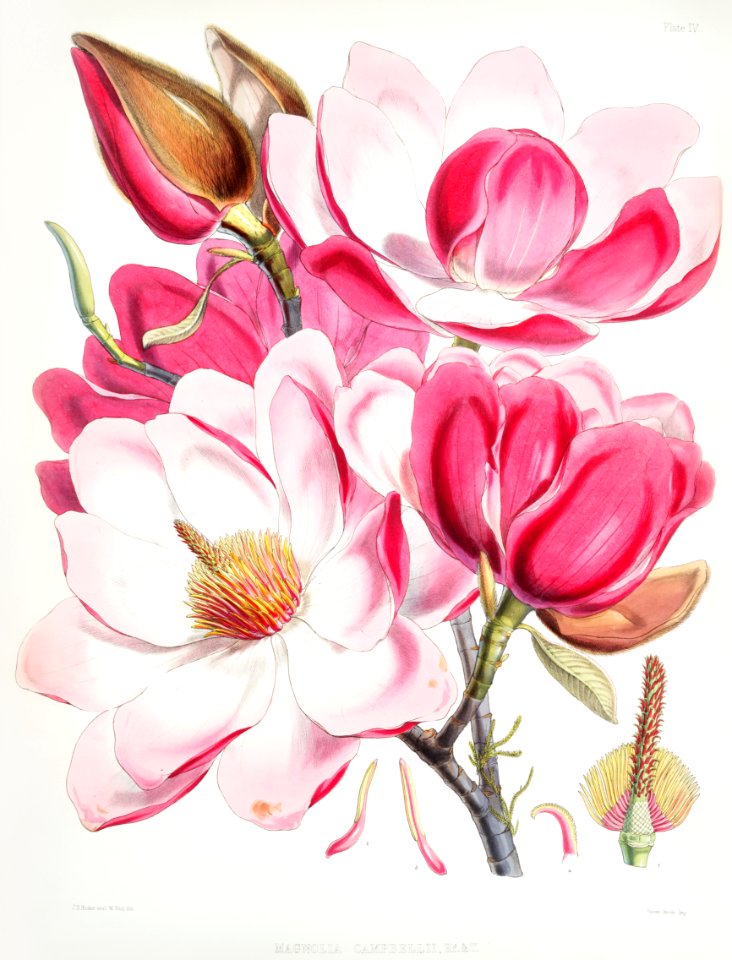 Campbell's magnolia (Magnolia Campbellii), Flowering plant from Illustrations of Himalayan plants (1855) by W. H. (Walter Hood) Fitch (1817-1892).