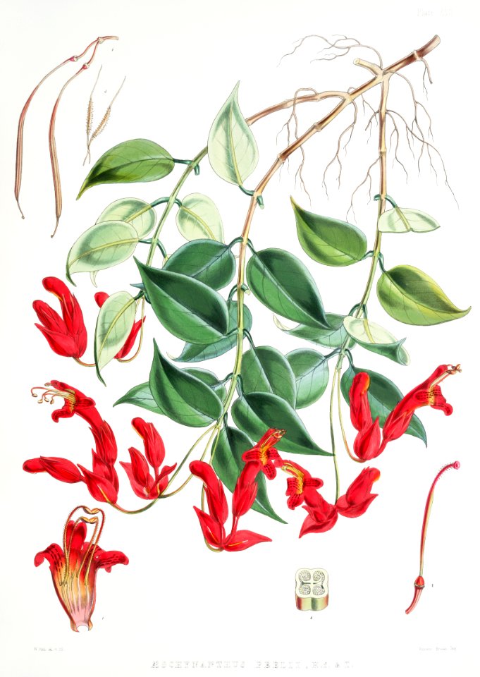 Aeschynanthus Peelii (syn. Aeschynanthus bracteatus, Lipstick Plant) from Illustrations of Himalayan plants (1855) by W. H. (Walter Hood) Fitch (1817-1892).