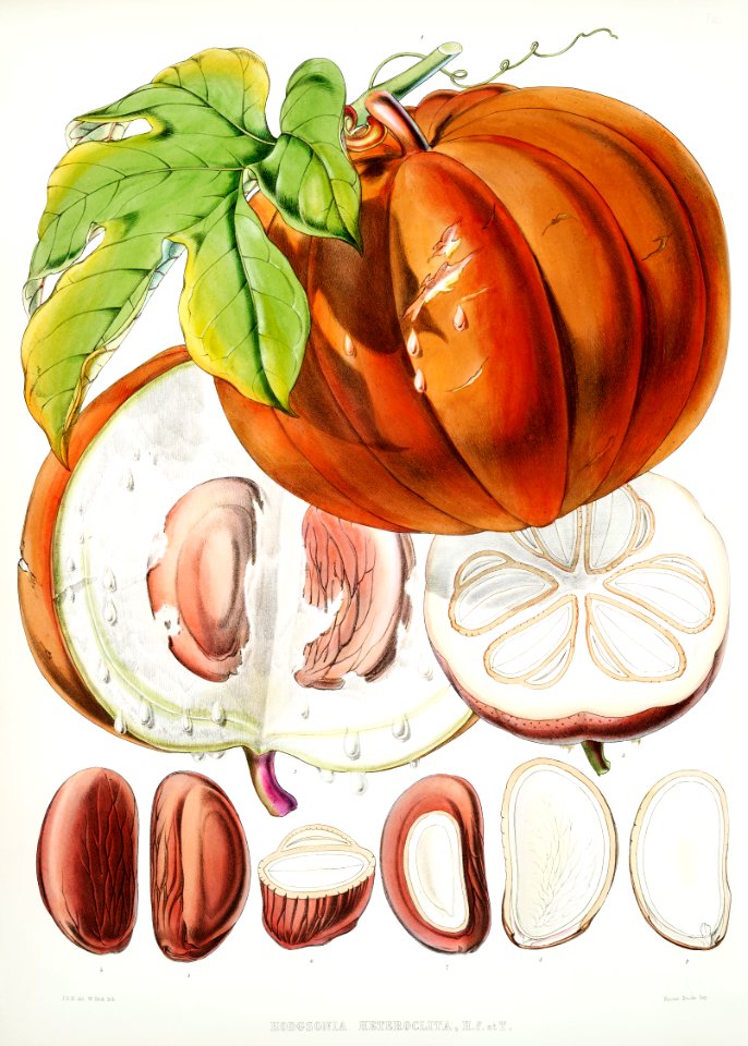 Chinese Lard Seed (Hodgsonia Heteroclita), Fruit from Illustrations of Himalayan plants (1855) by W. H. (Walter Hood) Fitch (1817-1892).