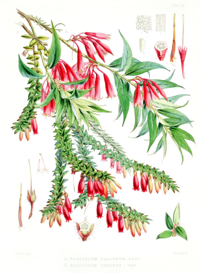 A. Vaccinium Salignum (syn. Agapetes saligna), B. Vaccinium Serpens (syn. Agapetes serpens) from Illustrations of Himalayan plants (1855) by W. H. (Walter Hood) Fitch (1817-1892).